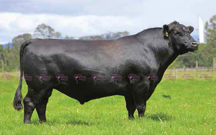 toros-carne-angus-negro