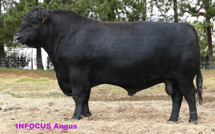 toros-carne-angus-negro