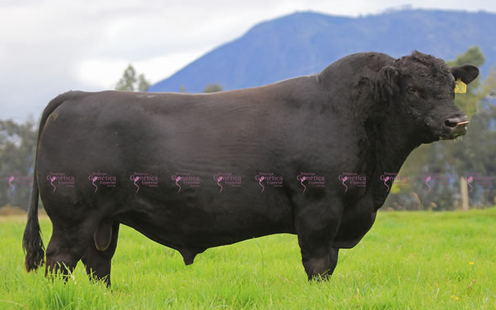 toros-carne-angus-negro