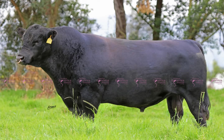 toros-carne-angus-negro