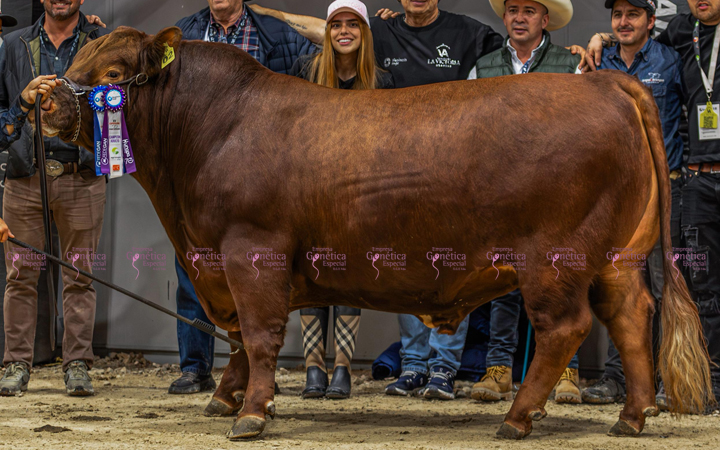 toros-carne-angus-rojo