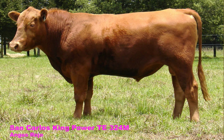 toros-carne-angus-rojo