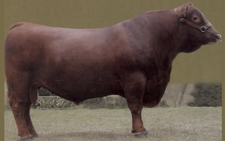 toros-carne-angus-rojo