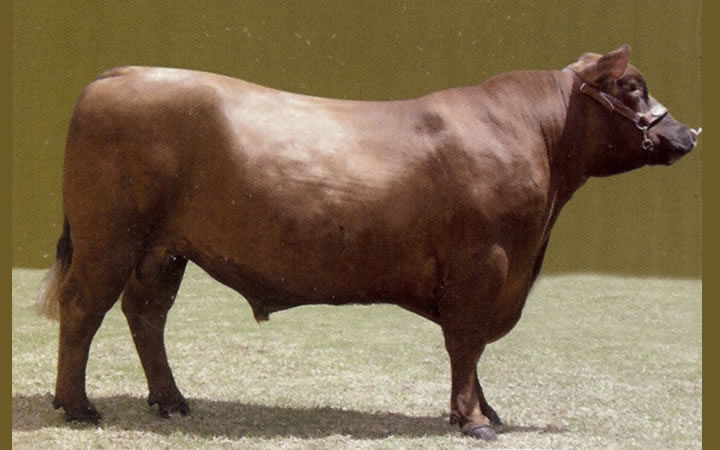 toros-carne-angus-rojo