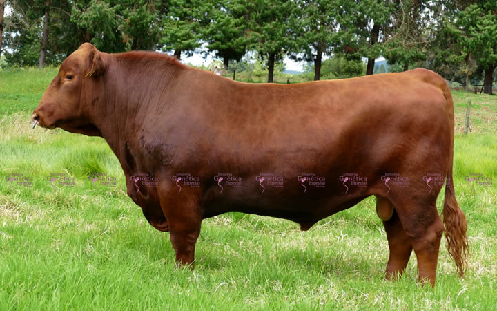 toros-carne-angus-rojo