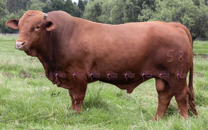 toros-carne-beefmaster