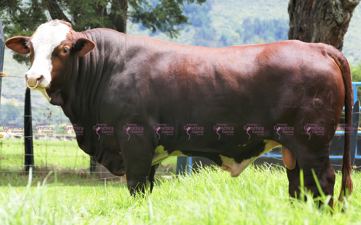 toros-carne-beefmaster