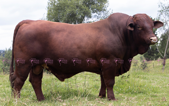 toros-carne-beefmaster