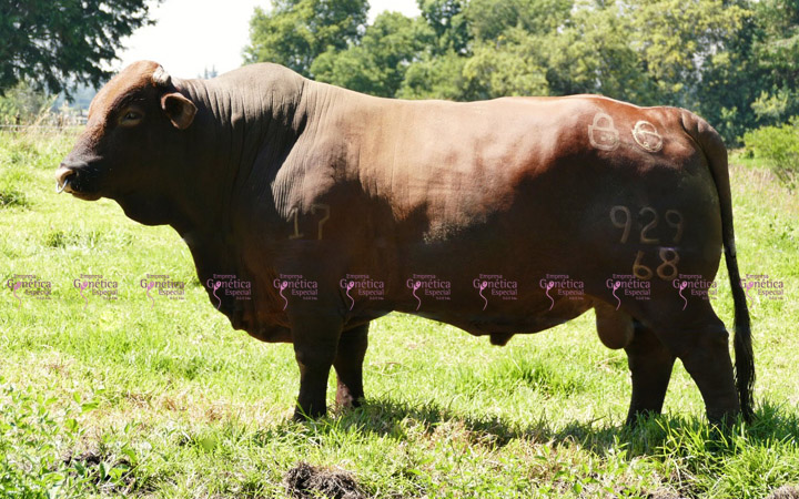 toros-carne-beefmaster