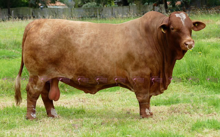 toros-carne-beefmaster