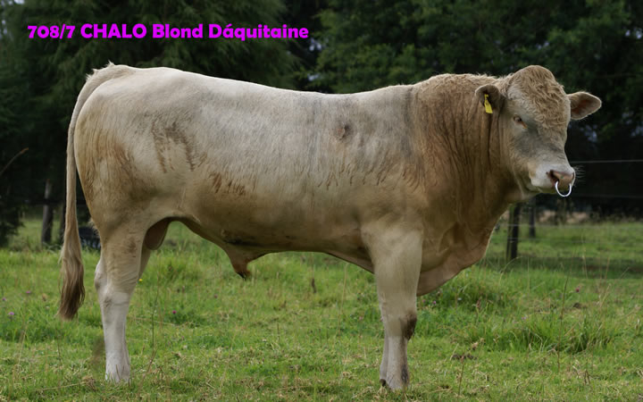 toros-carne-Blonde-D`Aquitaine