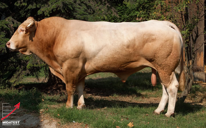 toros-carne-Blonde-D`Aquitaine