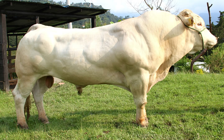 toros-carne-Blonde-D`Aquitaine