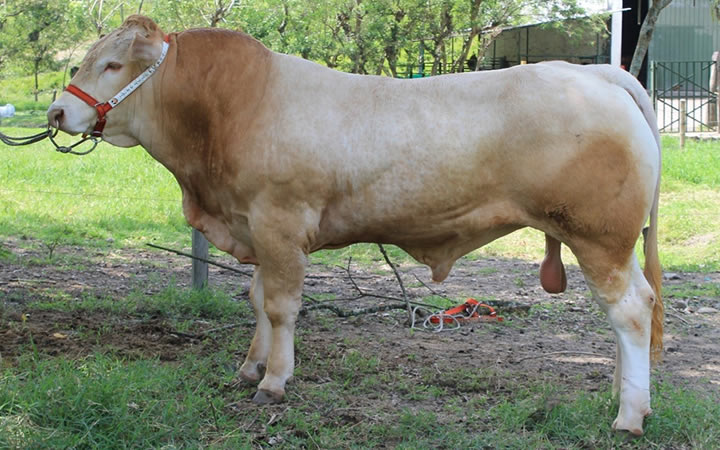 toros-carne-Blonde-D`Aquitaine