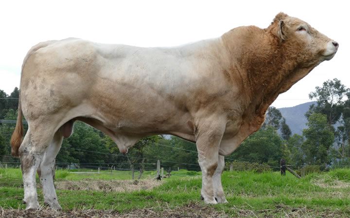 toros-carne-Blonde-D`Aquitaine