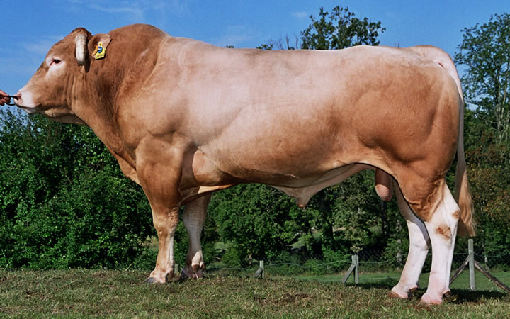 toros-carne-Blonde-D`Aquitaine