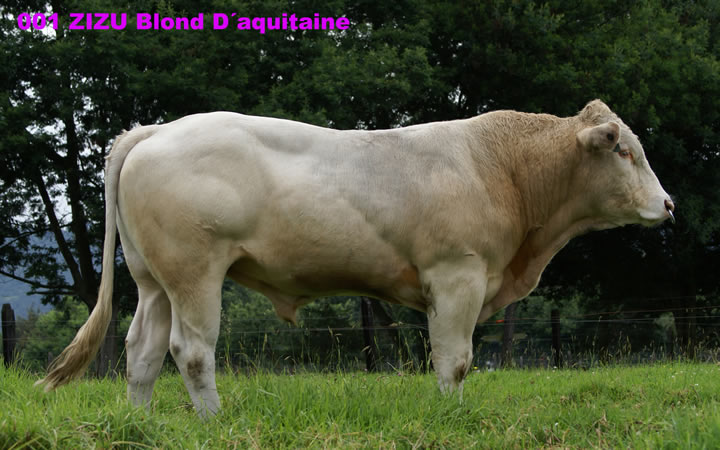 toros-carne-Blonde-D`Aquitaine