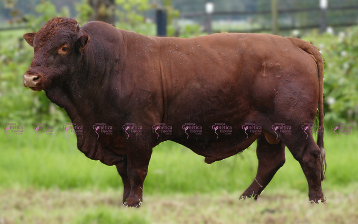 toros-carne-bonsmara