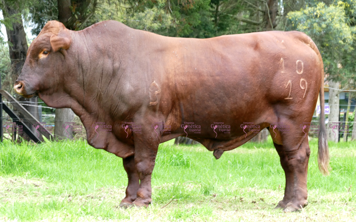 toros-carne-bonsmara