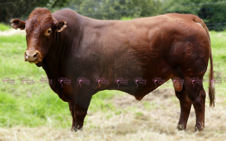 toros-carne-bonsmara