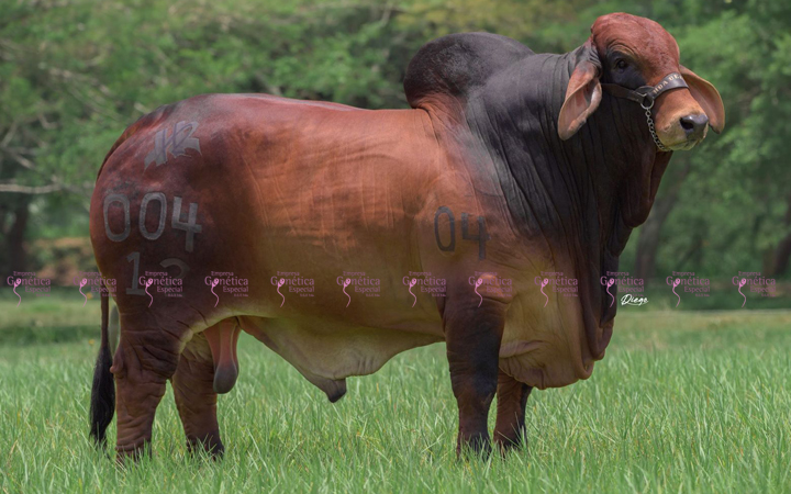toros-carne-brahman-rojo