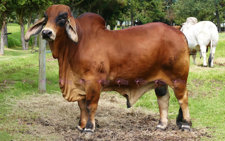 toros-carne-brahman-rojo