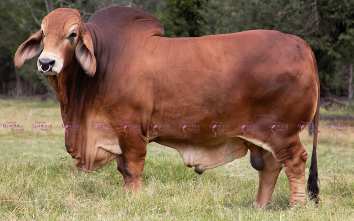 toros-carne-brahman-rojo
