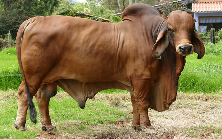 toros-carne-brahman-rojo