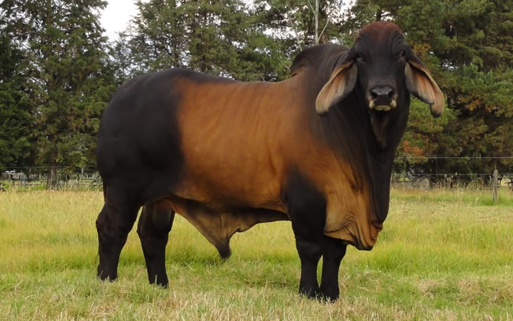 toros-carne-brahman-rojo