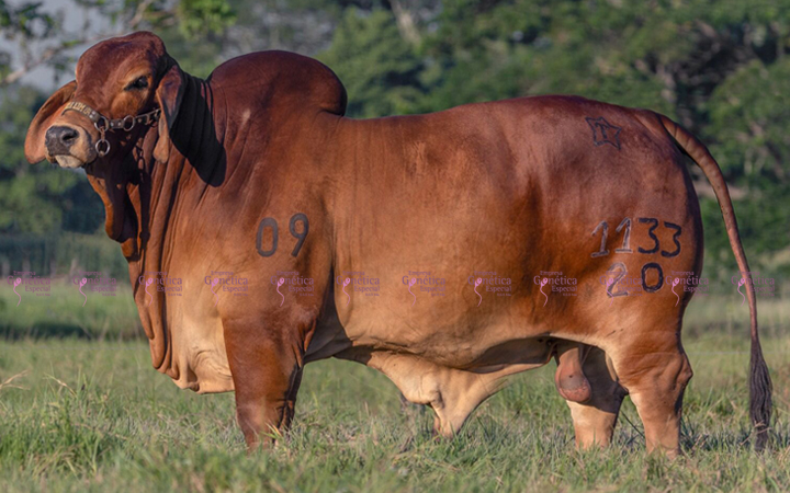 toros-carne-brahman-rojo