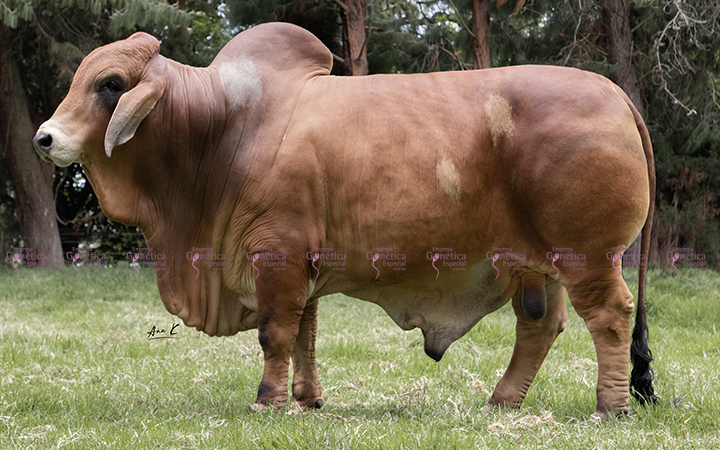 toros-carne-brahman-rojo