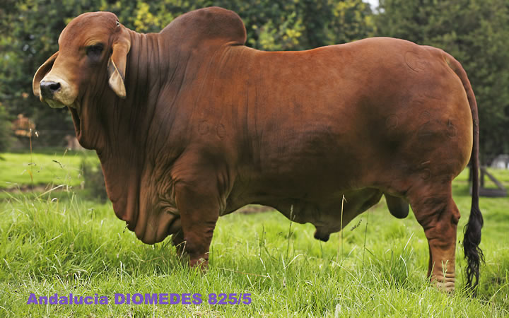 toros-carne-brahman-rojo