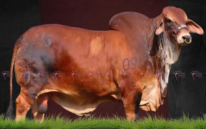 toros-carne-brahman-rojo