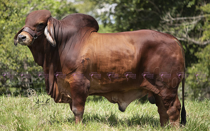 toros-carne-brahman-rojo