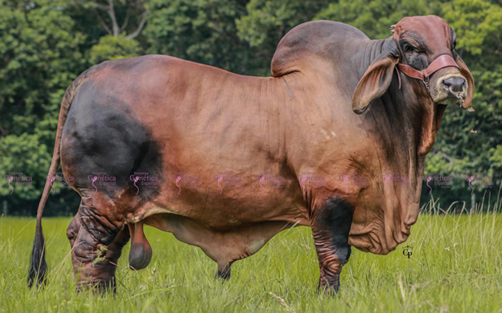 toros-carne-brahman-rojo