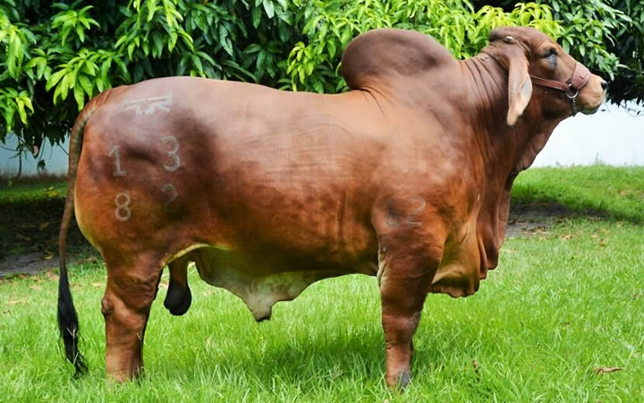 toros-carne-brahman-rojo
