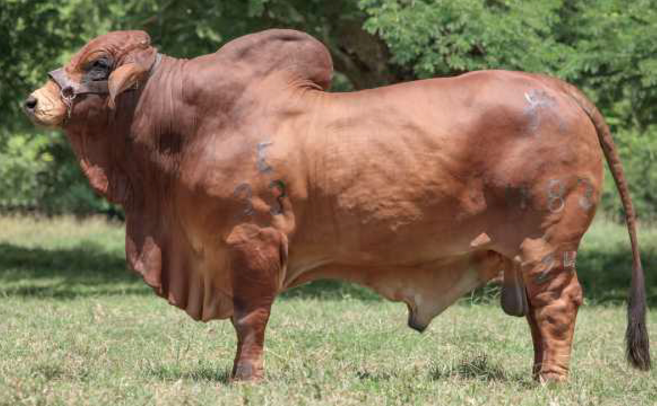 toros-carne-brahman-rojo