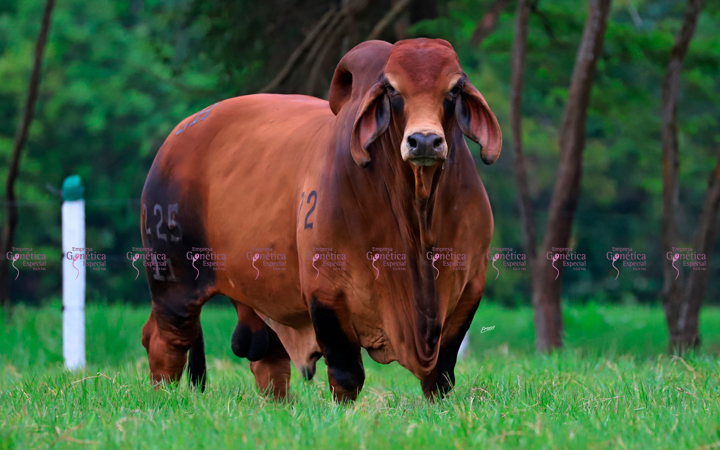 toros-carne-brahman-rojo