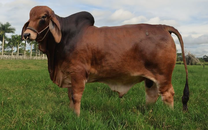 toros-carne-brahman-rojo