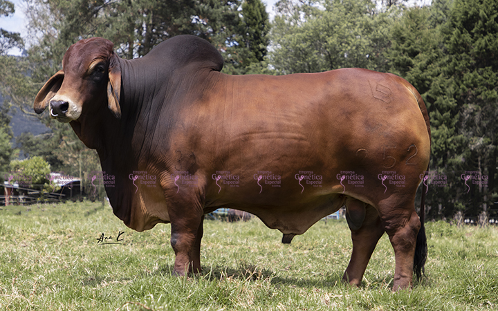 toros-carne-brahman-rojo