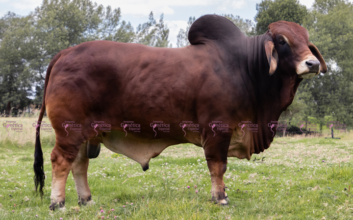 toros-carne-brahman-rojo