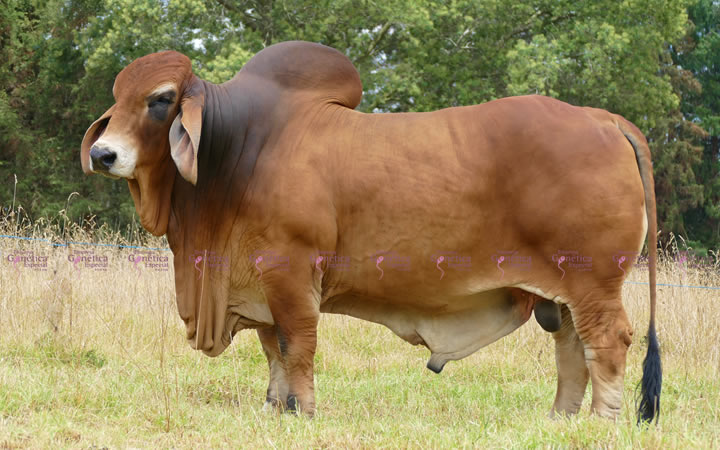 toros-carne-brahman-rojo