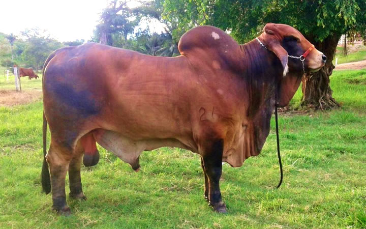 toros-carne-brahman-rojo