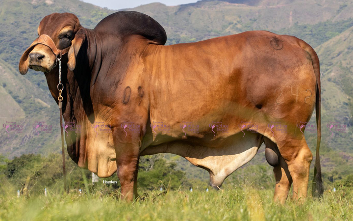 toros-carne-brahman-rojo