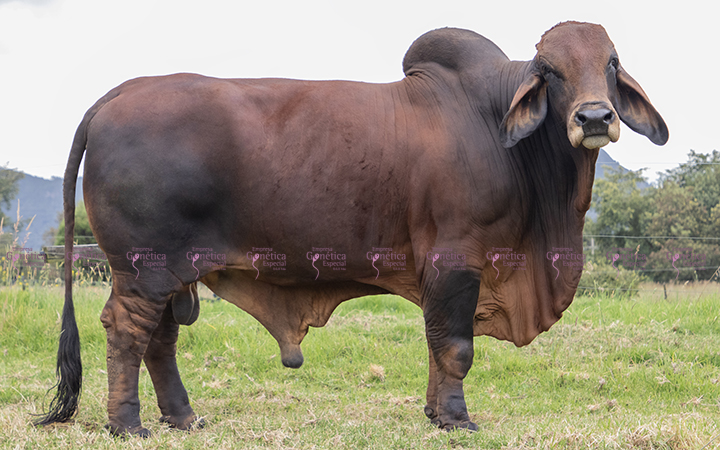 toros-carne-brahman-rojo