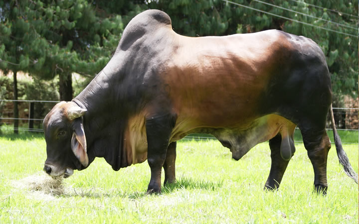 toros-carne-brahman-rojo