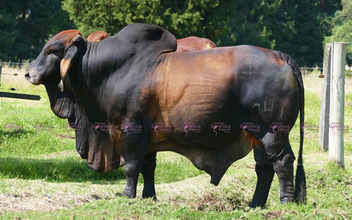 toros-carne-brahman-rojo