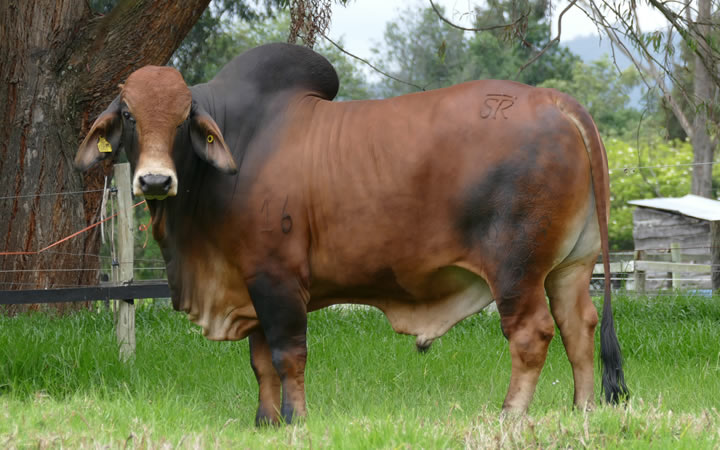 toros-carne-brahman-rojo