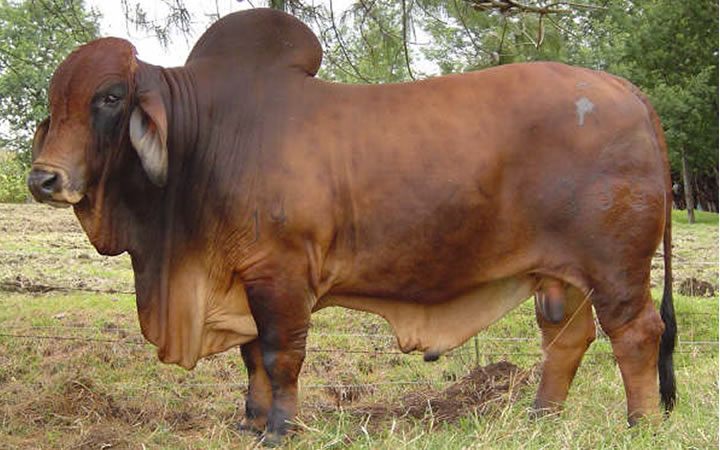 toros-carne-brahman-rojo