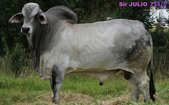 toros-carne-brahman-gris